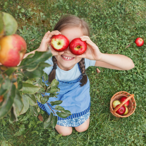 La semaine "le Bio a du goût" - panier de pommes bio