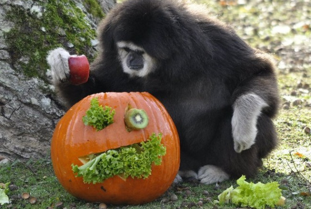 Halloween au Zoo de Thoiry