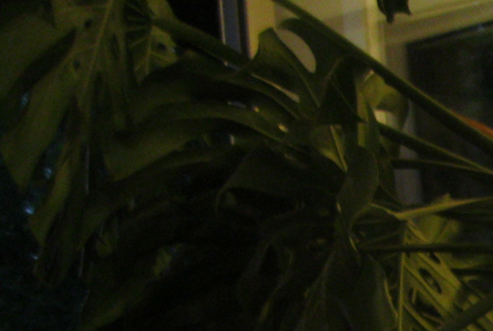 Ma Grand-Mère et moi 2014 16