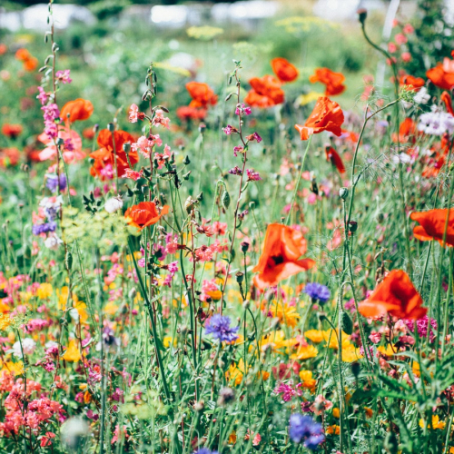 Fête des Jardins de Valbonne