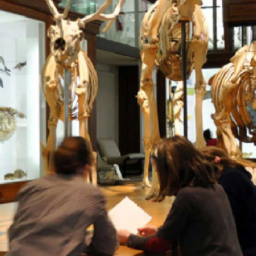 Le muséum des tout-petits