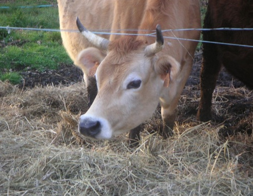 Ferme d'En Barrus  : vache