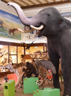 Salle Safari - Muséum d'Histoire Naturelle