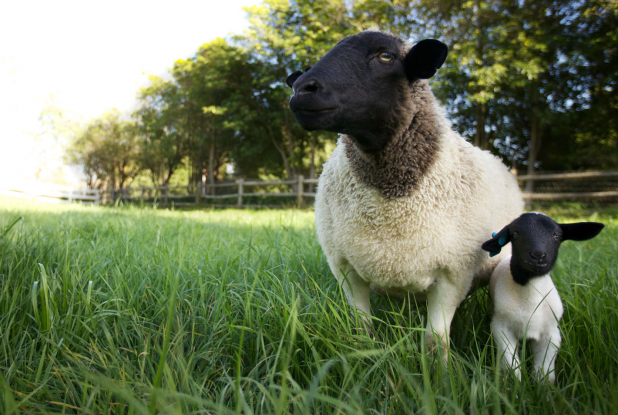 Tout est possible (The biggest little farm) - Mouton