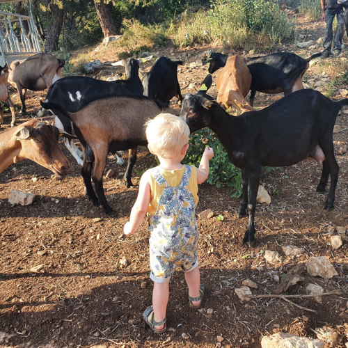 La Chèvrerie du bois d'Amon : un enfant avec les animaux