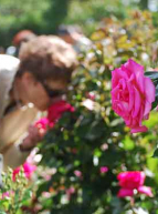 Biennale des roses parfumées