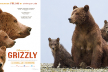 Concours Grizzly