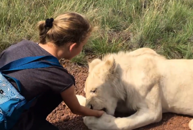 Mia et le Lion Blanc : tournage