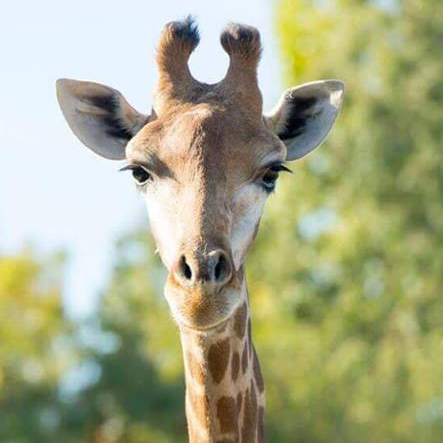 Girafe à Planète Sauvage
