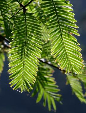 Visite-découverte des Cyprès-Chauves à Thouaré-sur-Loire