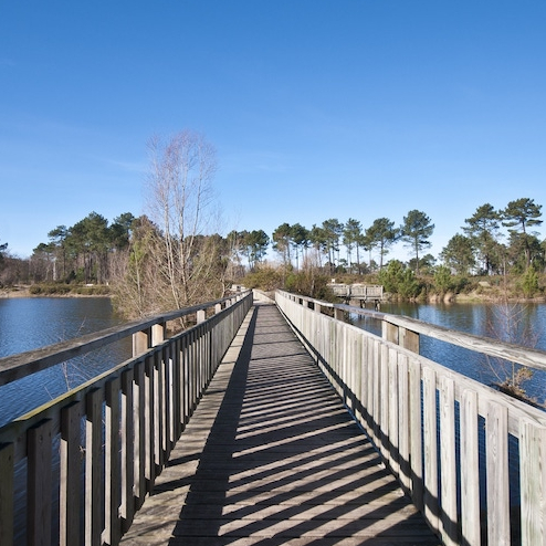 Bois des sources du Peugue