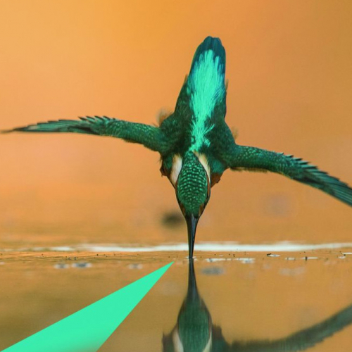 Exposition "Le Roi Pêcheur" -  Erwan Balança