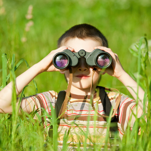 Observer des animaux sauvages en France