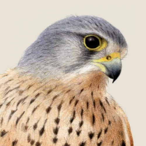 Exposition Biodivercité : les animaux de la ville