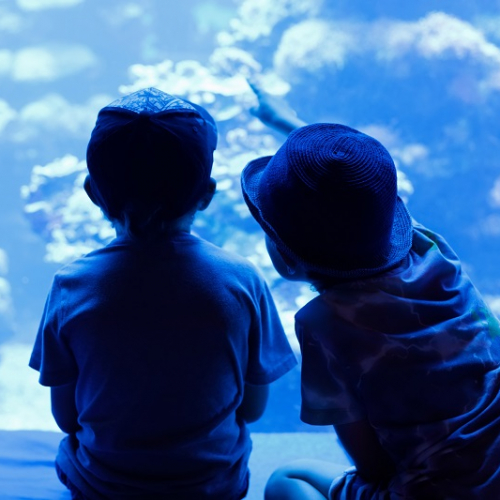 Vacances de printemps 2024 à l'aquarium de Lyon