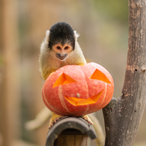 Halloween 2023 au Safari de Peaugres