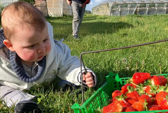 Aux 4 Vents : Un petit bébé dans l'herbe avec un panier de fraises