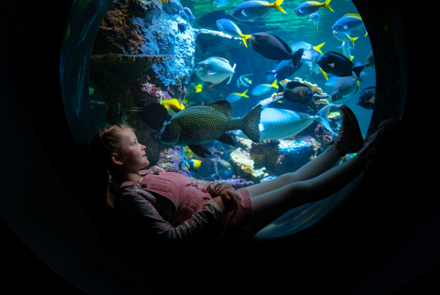 Aquarium Nausicaá : Hublot