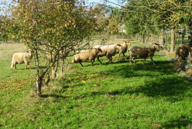Ferme de l'Ouch Babin - moutons