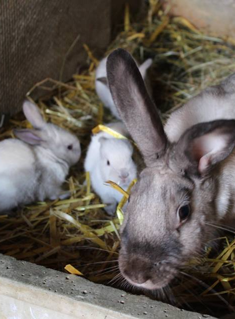 Journées à la campagne 2019
