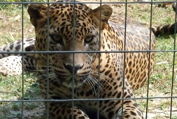 Parc des félins : léopard
