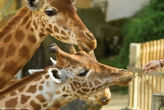 SILC - Séjour linguistique au zoo