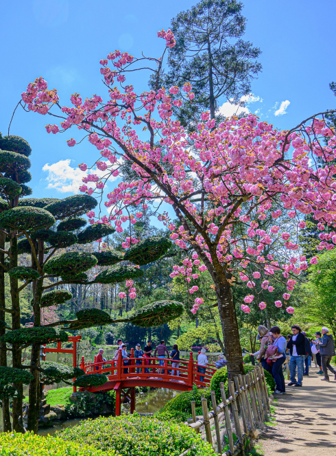 Hanami, la fête des cerisiers au Parc oriental de Maulévrier
