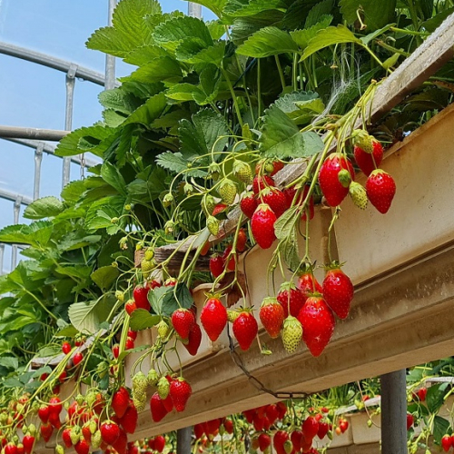 Cueillette de l'Herbasse