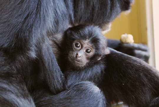 Parc animalier d'Auvergne