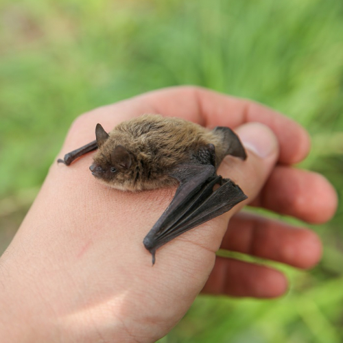 La Nuit de la chauve-souris : Une petite bête sur une main