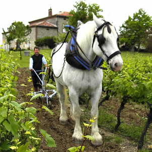 Domaine Baron Thomières