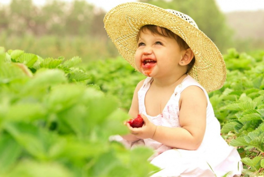 Cueillette des fraises