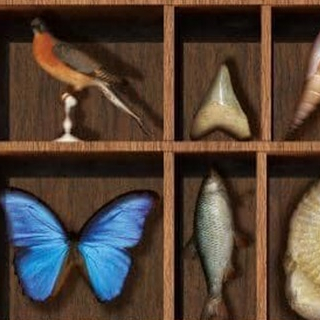 Expo Trésors & biodiversité au Muséum de Nantes