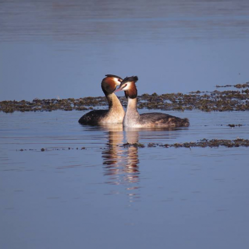 Réserve Ornithologique du Teich - Parades de Grèbes
