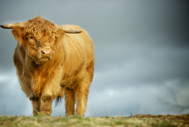 Tout est possible (The biggest little farm) - Vache