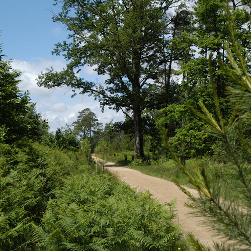Forêt de Touffou à Vertou, photo de ©Jean Lesage