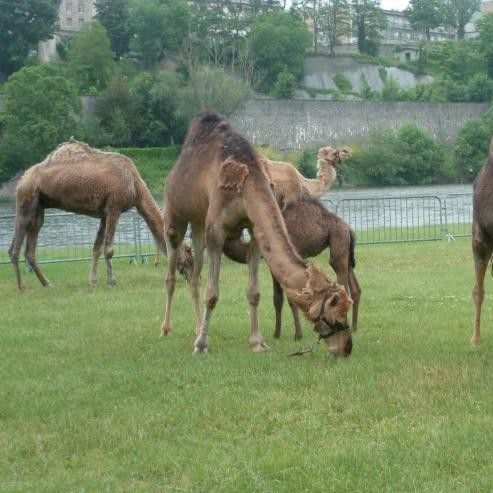 Dromadaires - Festival des bords de Loire