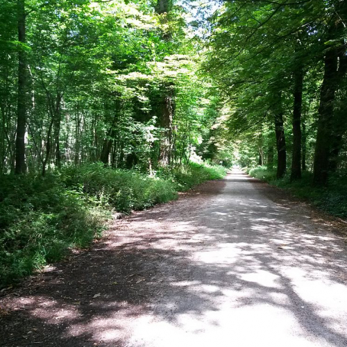 Bois de Vincennes : vue estivale de la route Saint-Louis traversant le bois