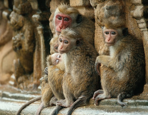 Au Royaume des singes