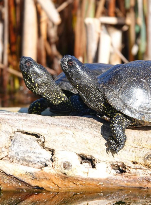 Le Refuge des Tortues