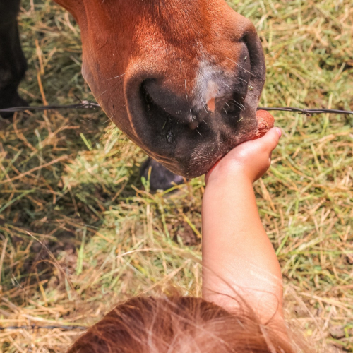 Réserve des Monts d'Azur : cheval