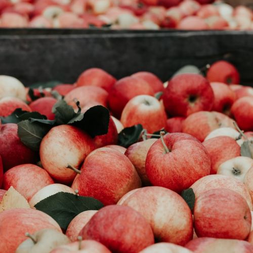 Expo "Pom, pom, pommes, une histoire bretonne"