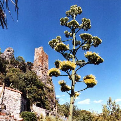 Le Jardin Méditerranéen