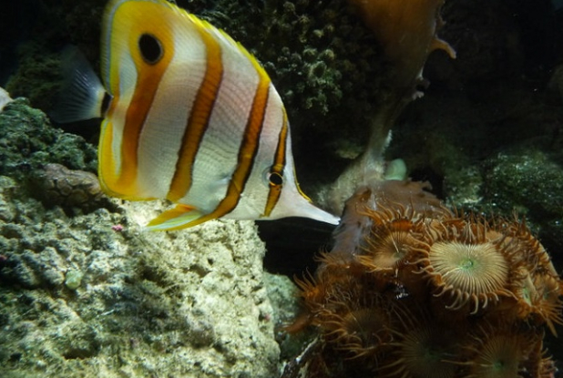 Aquarium tropical des Pyrénées