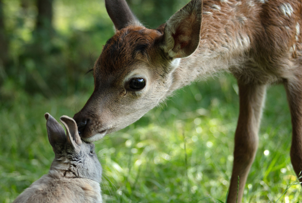 Bambi, L’histoire d’une vie dans les bois : bébé