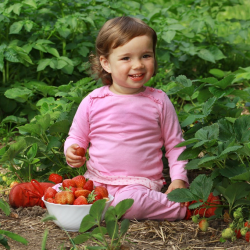 Fête des fraises et du terroir à Carros : une petite fille dans un champ de fraises