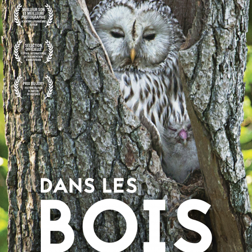 Dans les bois