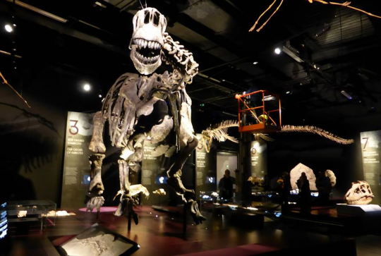 Dinosaure reconstitué au Musée des Confluences de Lyon