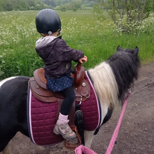 ranch familial Western Poneys