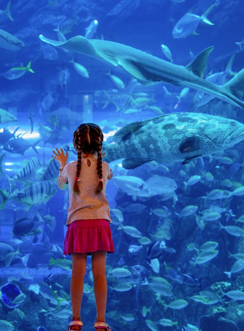 Salon Azuréen de l'Aquariophilie de la terrariophilie : Une petite fille devant un aquarium rempli de poissons